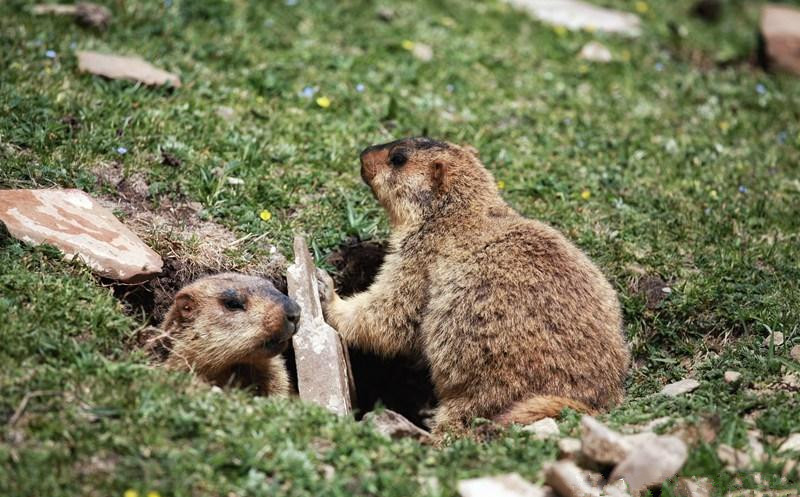 1493199255275248.jpg 旱獭.jpg