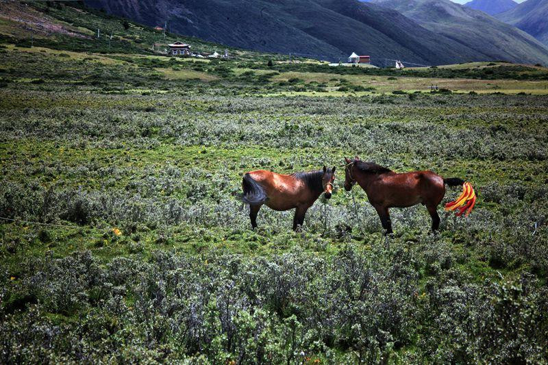 1493199296529832.jpg 马.jpg