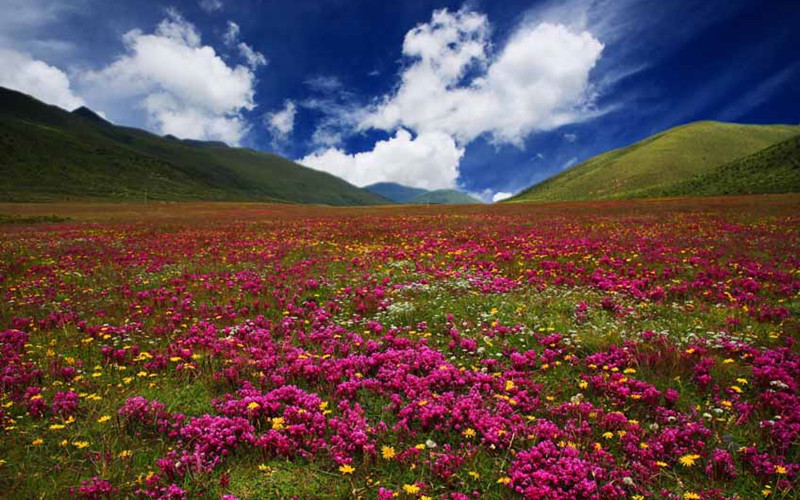 1493199638365925.jpg 5.jpg