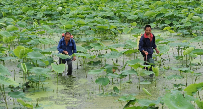 1499674619193788.jpg 3.jpg