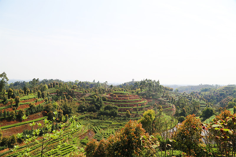 1560936746454200.jpg 宜宾茶文化一.jpg