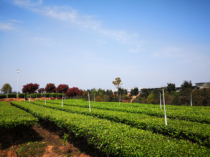 1560936902517672.jpg 茶文化六.jpg